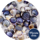 Violet Clam (Cay Cay) - Project Pack